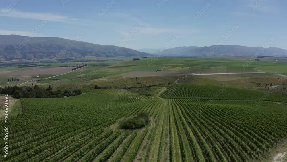 Moody drone drifts along a lush vineyard of Pinot Noir in Central Otago Moody drone drifts along a lush vineyard of Pinot Noir in Central Otago