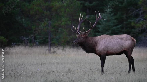 Wallpaper Mural Elk in the Canadian Rockies Torontodigital.ca