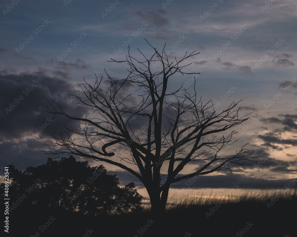 Tree at sunset 