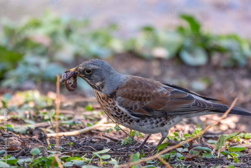 Fieldfare, Turdus pilaris, collects worms on a sprng lawn. Fieldfare, Turdus pilaris, collects worms on a sprng lawn.