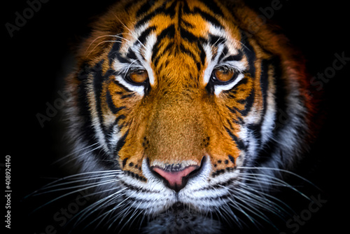 The bengal tiger s eyes and face on a black background