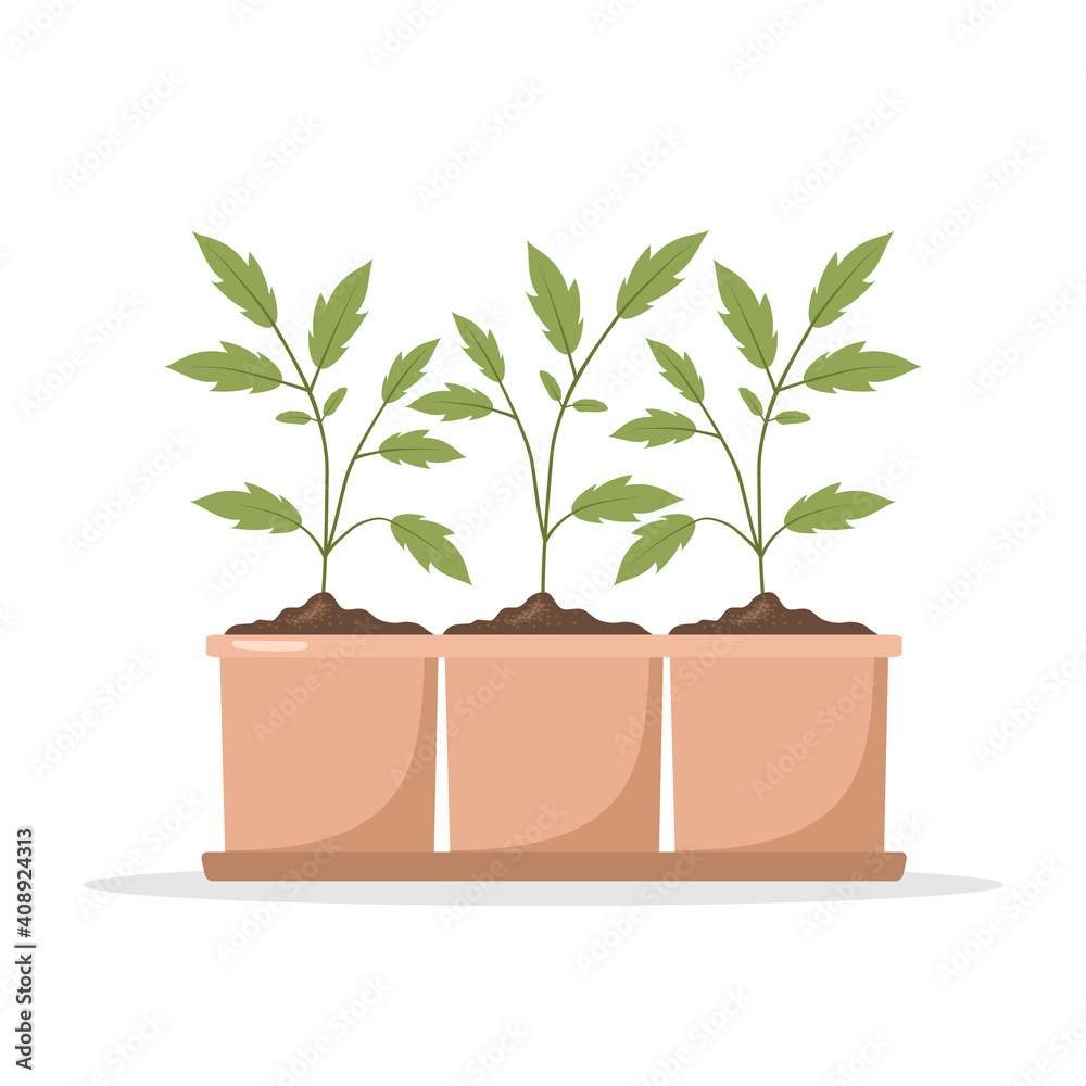 Seedling of tomatoes in pots. Growing gardening plants. Vegetarian and ecological products. Vector illustration in flat cartoon style.