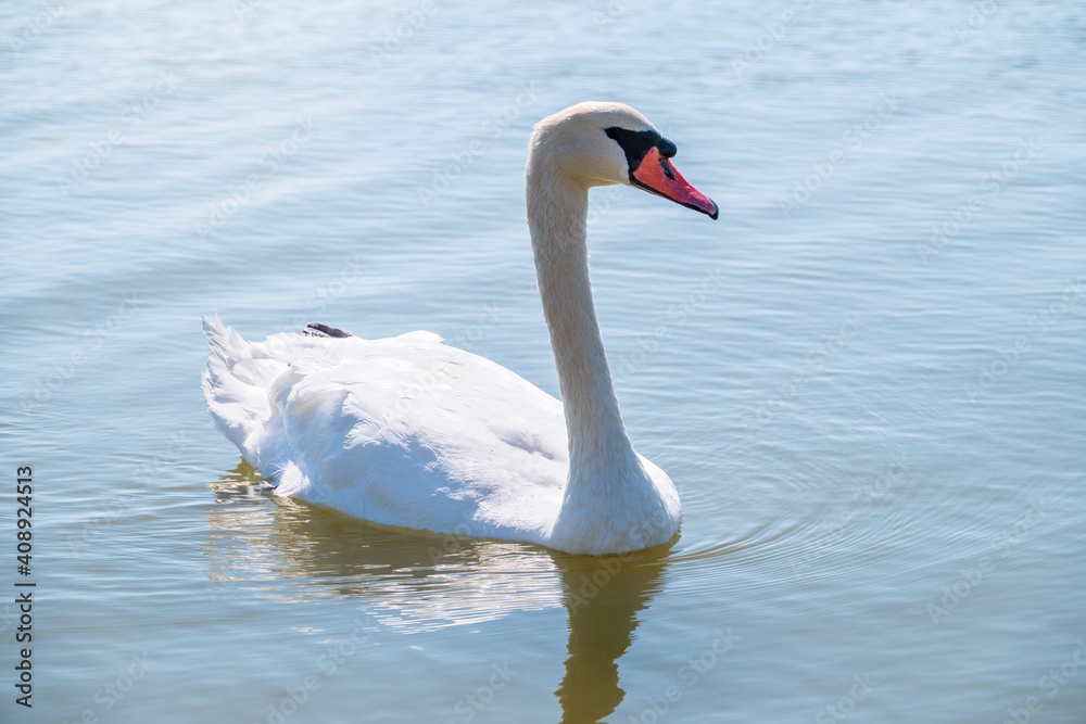 Graceful white Swan swimming in the lake, swans in the wild. Portrait of a white swan swimming on a lake. Graceful white Swan swimming in the lake, swans in the wild. Portrait of a white swan swimming on a lake.