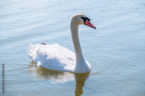 Graceful white Swan swimming in the lake  swans in the wild. Portrait of a white swan swimming on a lake.