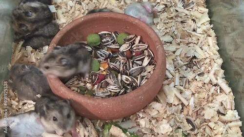 Vdo. Top view of Guinea pig (Cavia porcellus) pet animal feeding food and playing in a bowl.