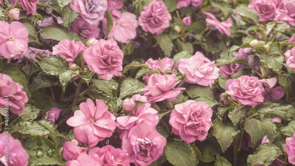 Obraz premium photo of artistic roses in the garden