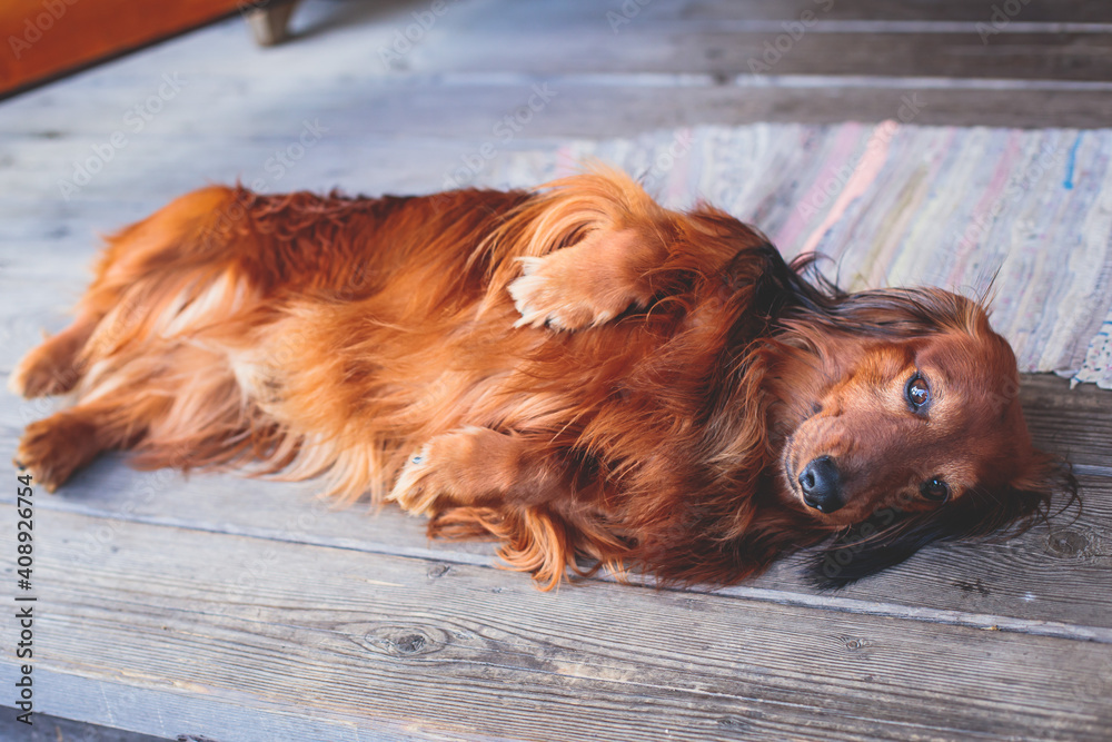 Beautiful Red Long-haired grown up adult Dachshund dog portrait