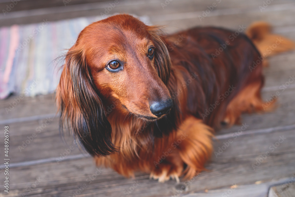 Beautiful Red Long-haired grown up adult Dachshund dog portrait Beautiful Red Long-haired grown up adult Dachshund dog portrait