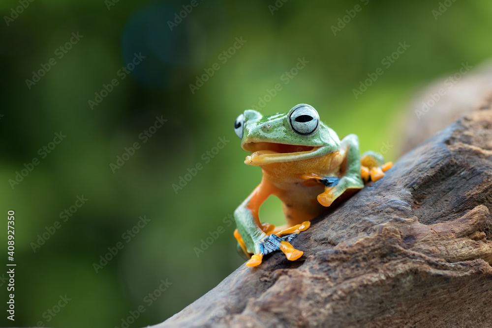 Black-webbed tree frog on a tree trunk Black-webbed tree frog on a tree trunk