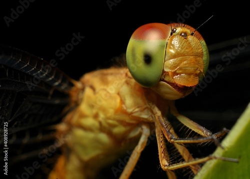dragonfly