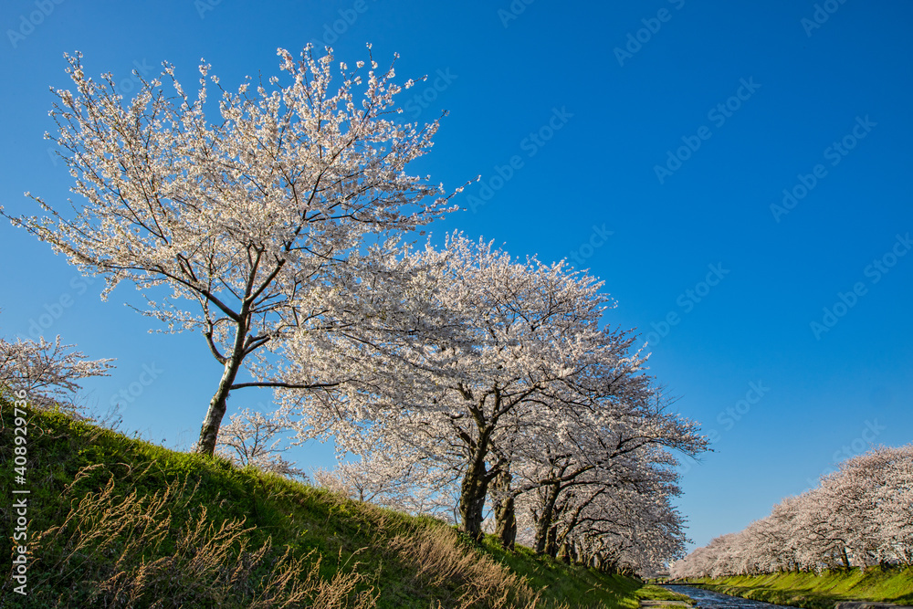 Beautiful cherry blossom fllowers, Japan Beautiful cherry blossom fllowers, Japan