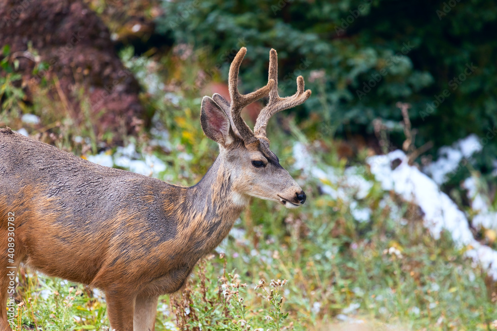 Mule Deer buck in the forest Mule Deer buck in the forest