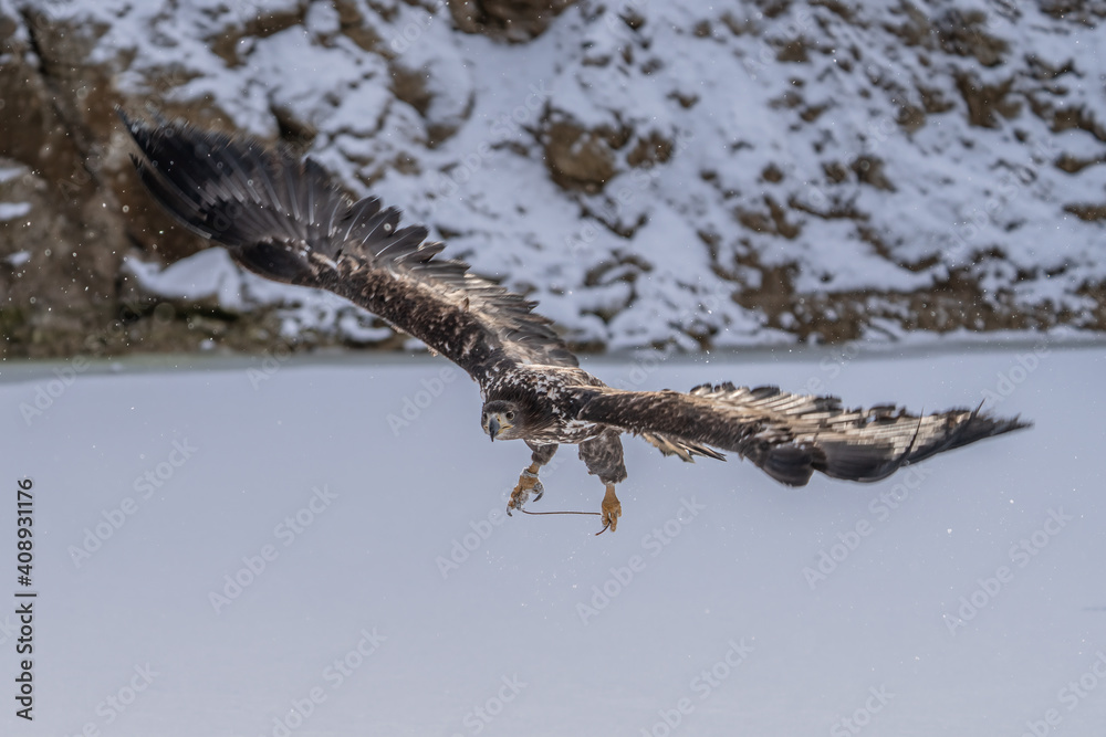 White Tailed Eagle (Haliaeetus albicilla) in flight. Also known as the ern, erne, gray eagle, Eurasian sea eagle and white-tailed sea-eagle. Wings Spread. Poland, Europe. Birds of prey. White Tailed Eagle (Haliaeetus albicilla) in flight. Also known as the ern, erne, gray eagle, Eurasian sea eagle and white-tailed sea-eagle. Wings Spread. Poland, Europe. Birds of prey.