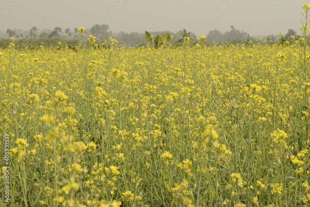 mustard seed flower field with selective focus