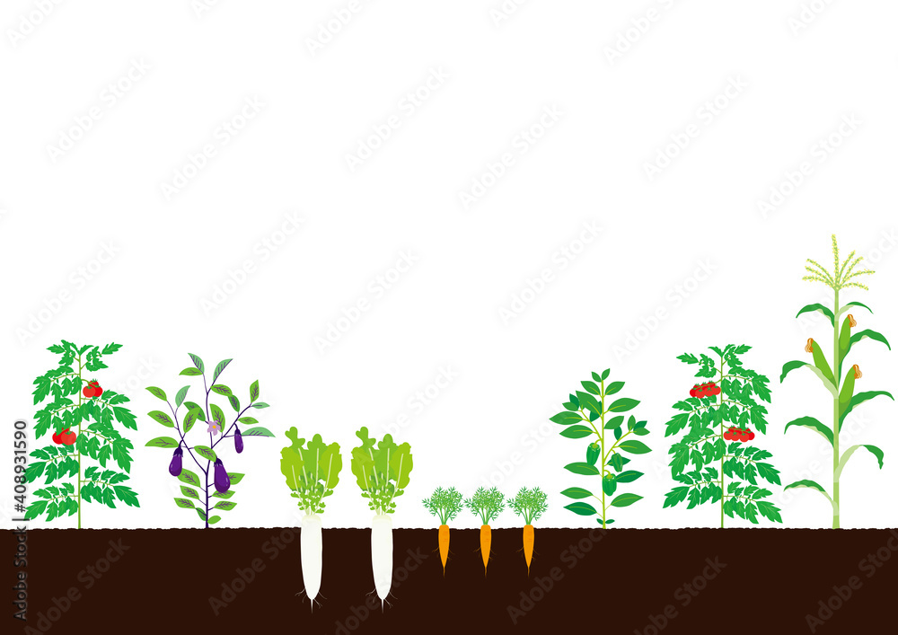 野菜畑 イラスト Stock Vector Adobe Stock