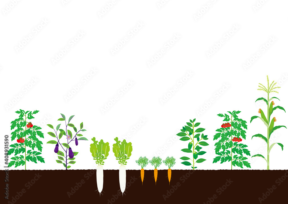 野菜畑 イラスト Stock Vector Adobe Stock