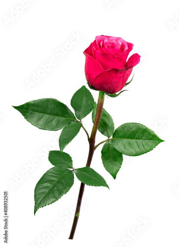 beautiful pink rose on a white background