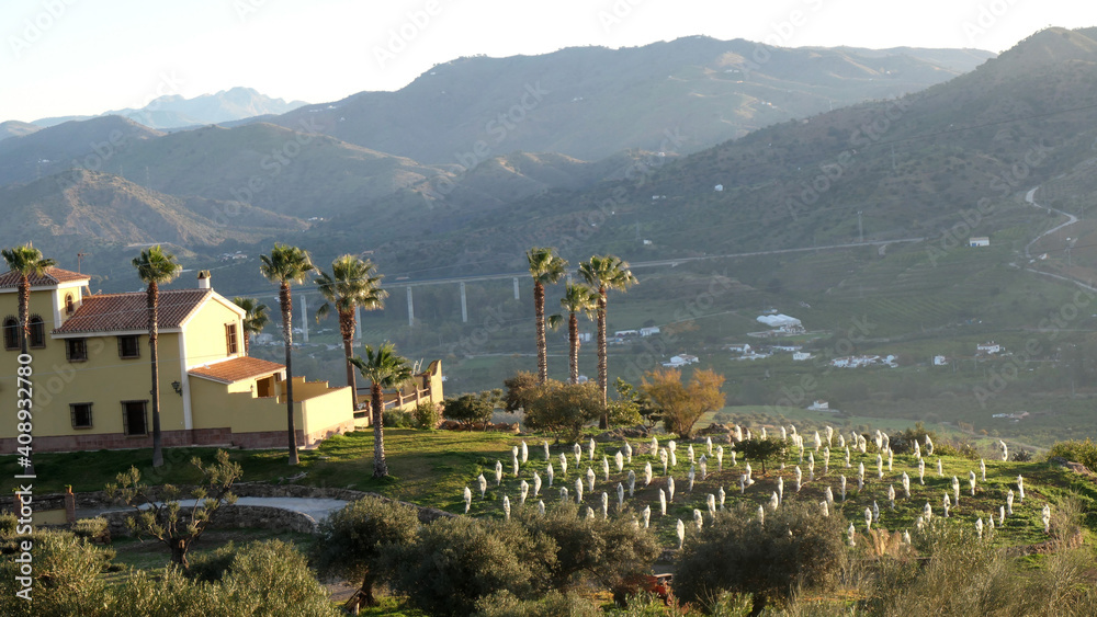 Fototapeta premium Hazy valley view with covered fruit trees