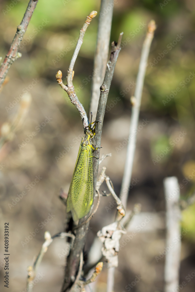 The antlion, of the family Myrmeleontidae. The antlion, of the family Myrmeleontidae.