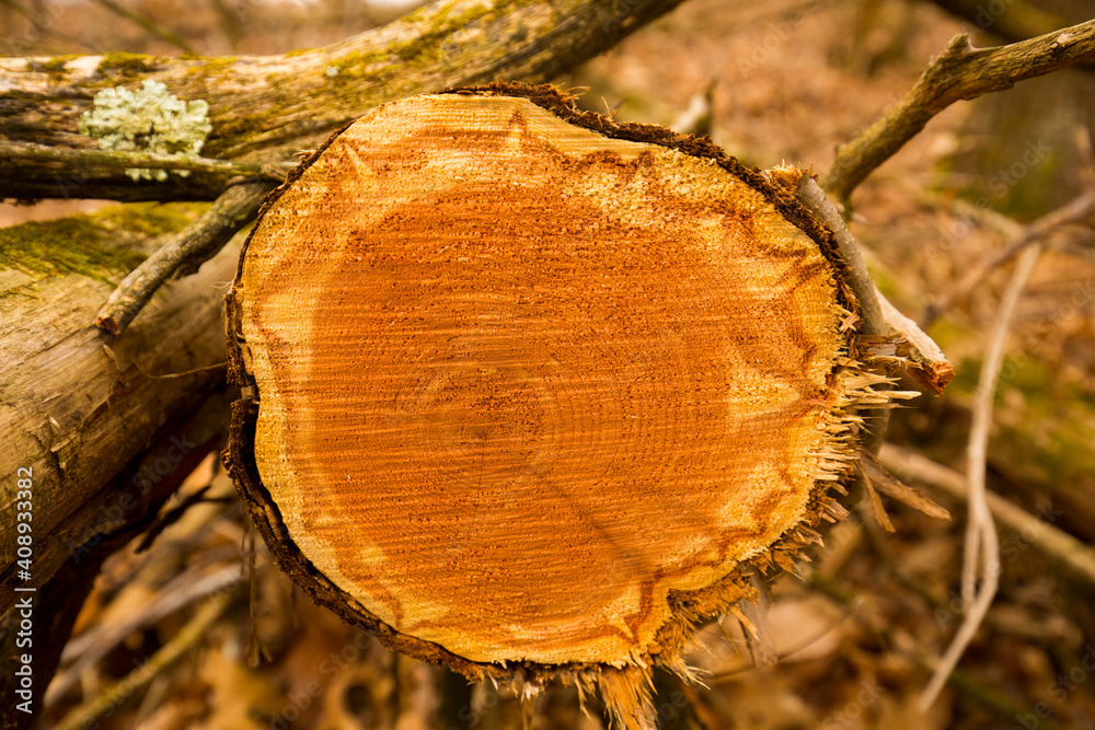 Cut red cedar log reveals red heartwood in Glastonbury, Connecticut. Cut red cedar log reveals red heartwood in Glastonbury, Connecticut.