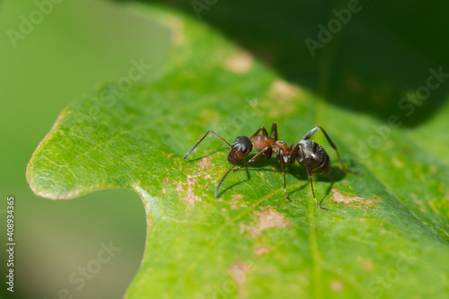 The red wood ant (lat. Formica rufa), of the family Formicidae. © • Elena Volgina •