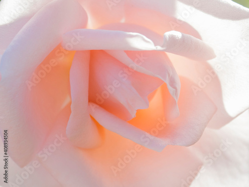 Apricot pink rose close-up