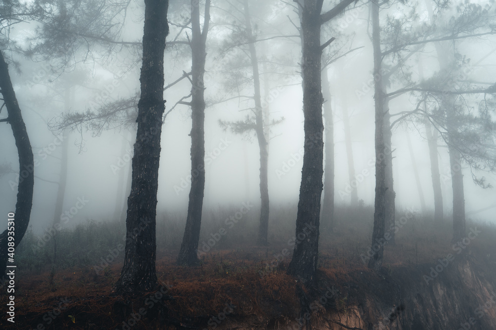 Hiking In the misty pine forest In the summer morning Hiking In the misty pine forest In the summer morning