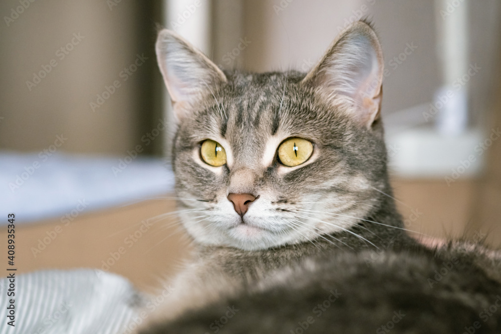 A striped gray cat with yellow eyes. A domestic cat lies in bed on the bed. The cat in the home interior. Image for veterinary clinics, sites about cats. A striped gray cat with yellow eyes. A domestic cat lies in bed on the bed. The cat in the home interior. Image for veterinary clinics, sites about cats.