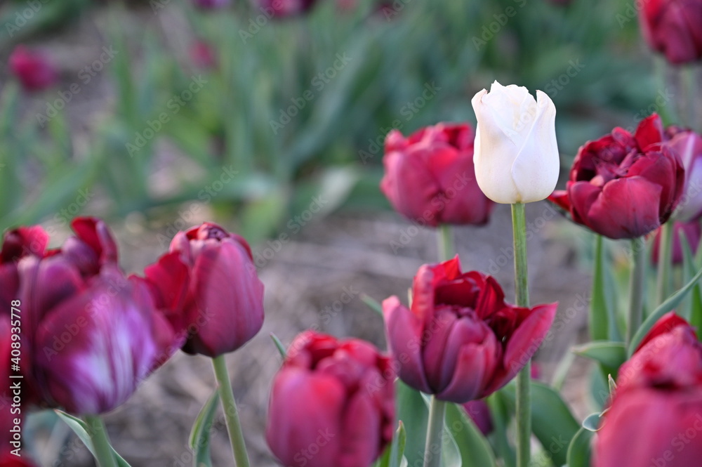 Tulpe in weiß vereinsam in rot