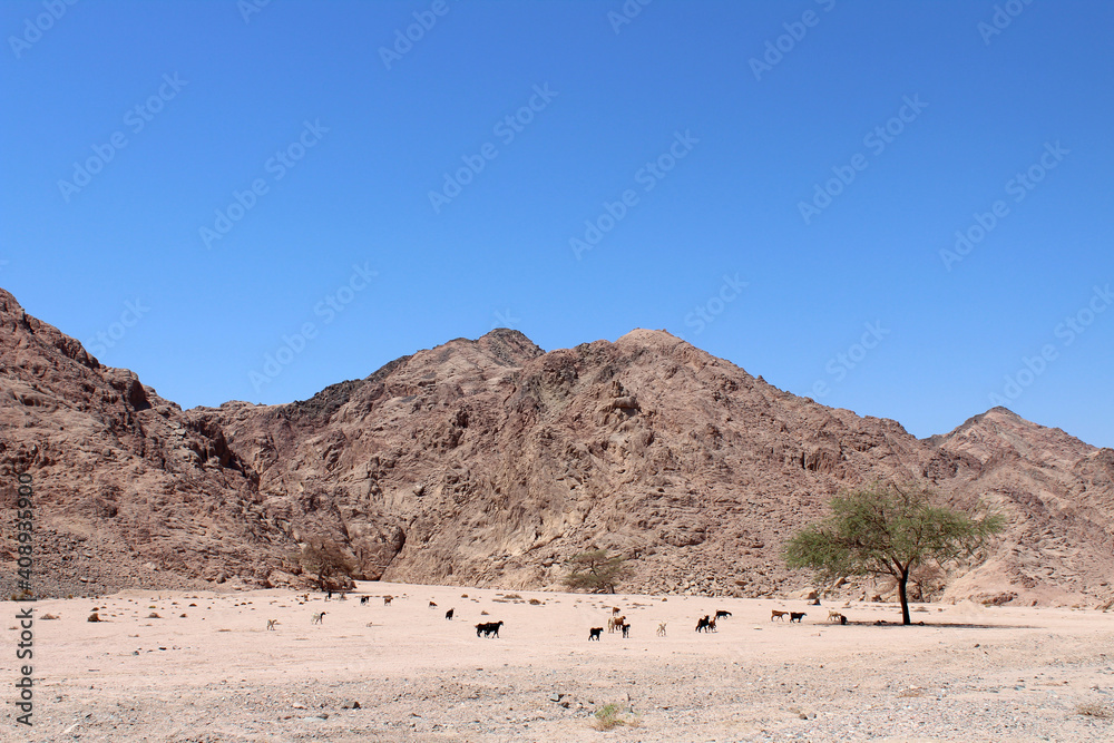 A south Sinai valley