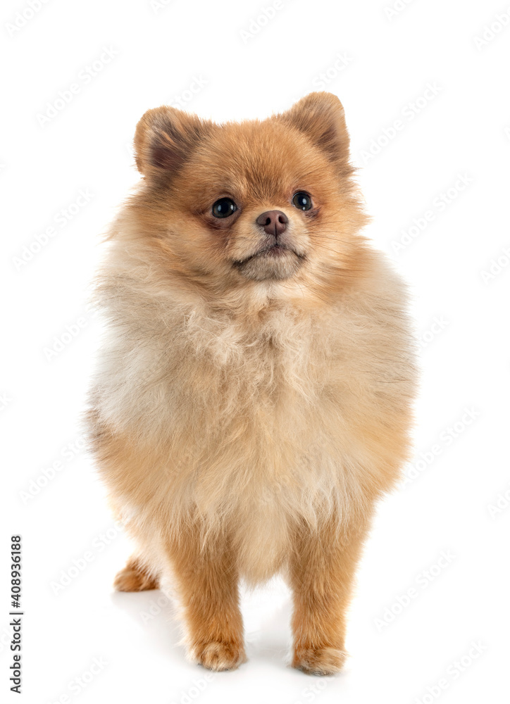 puppy pomeranian in studio