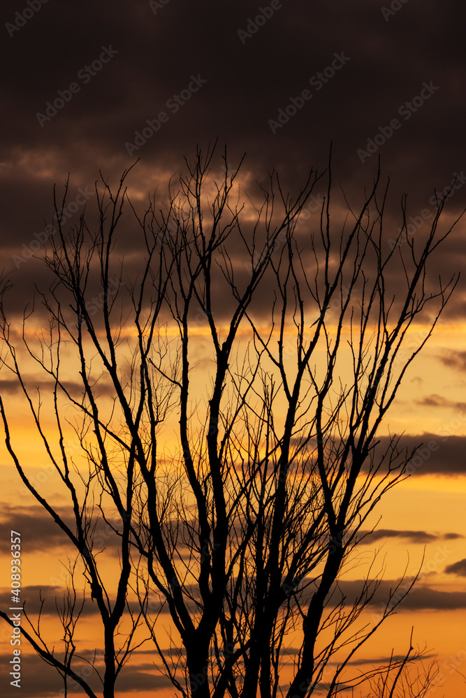 Obraz premium tree branches at sunset as background