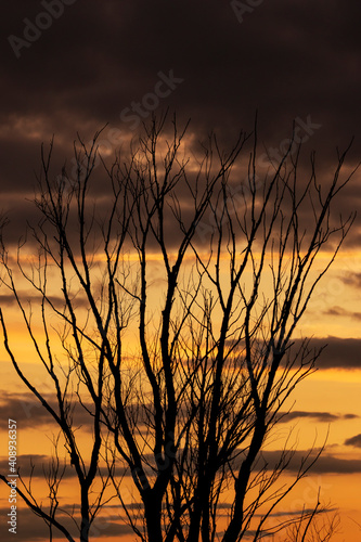 tree branches at sunset as background