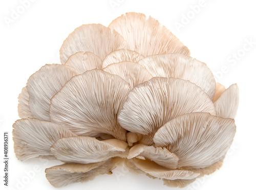 Fototapeta fresh oyster mushrooms on a white background