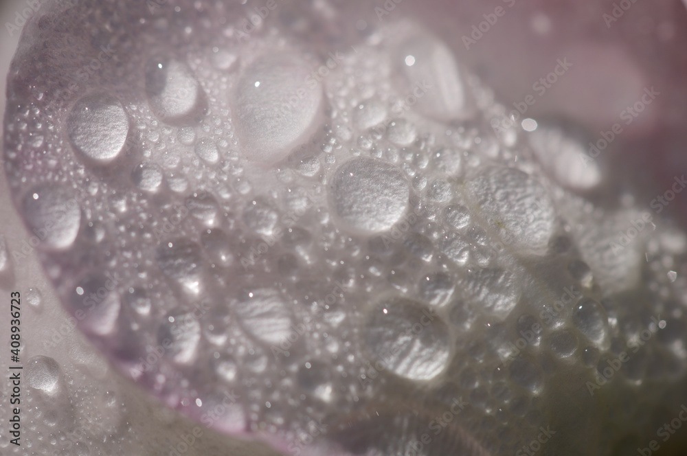 water drops white rose macro water drops white rose macro