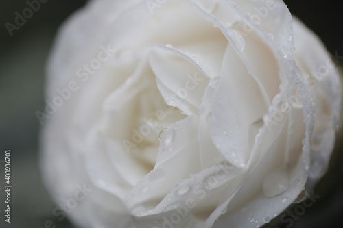 water drops white rose macro