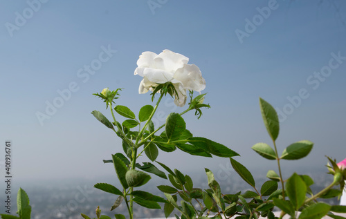 ROSE PLANT ON HIGH ALTITUTE WITH BLUE SKY BACKGROUND photo