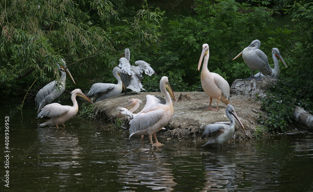 Large group of curly and pink pelicans at the zoo. Large group of curly and pink pelicans at the zoo.
