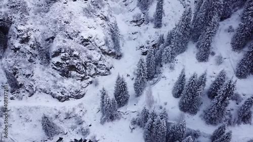 A group of people walk through a snowy gorge. On the steep snow slopes there are tall spruce trees. On edges of the gorge is a cliff. Snow is falling. Active recreation. Almarasan, Almaty, Kazakhstan photo