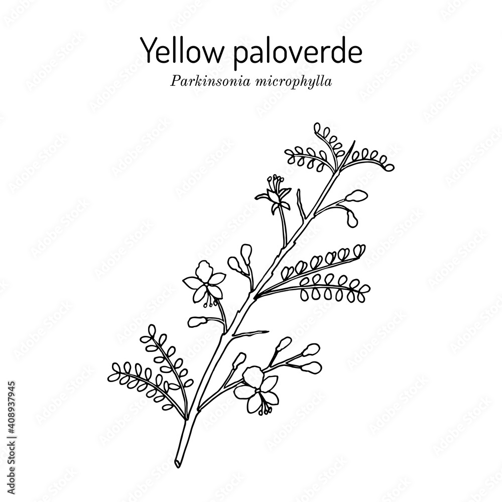 Yellow palo verde or little-leaved paloverde Parkinsonia microphylla , edible and ornamental plant