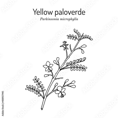 Yellow palo verde or little-leaved paloverde Parkinsonia microphylla , edible and ornamental plant photo