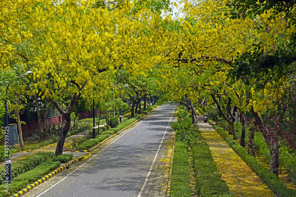 Beautiful Fresh Yellow Flowers Trees Of Cassia Fistula Known As Golden Shower Tree Both Sides Of