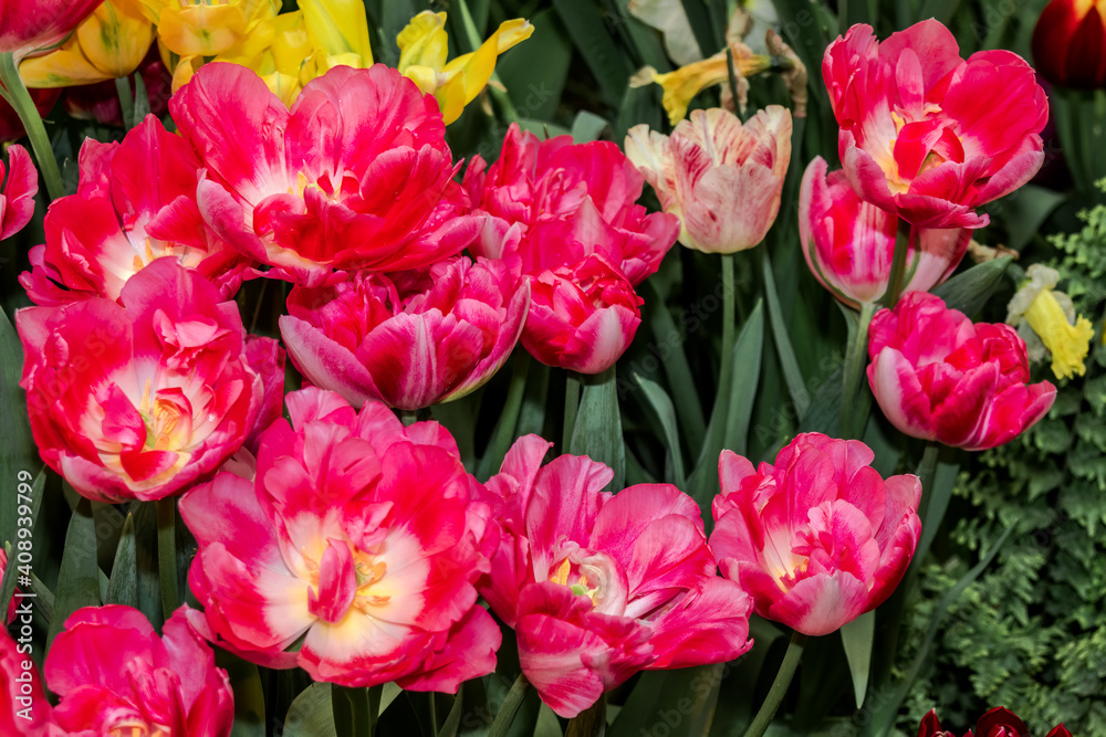 Double early Tulip (Tulipa hybrida) in park, Moscow, Russia