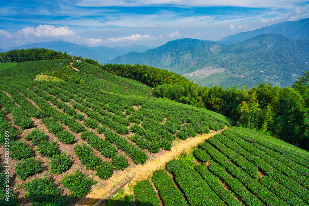 Tea agricultural plantation, clean and fresh early morning. Tea, bamboo, betel nut tree, Cattle Egret migration, Chiayi County Meishan Township features, Taiwan.