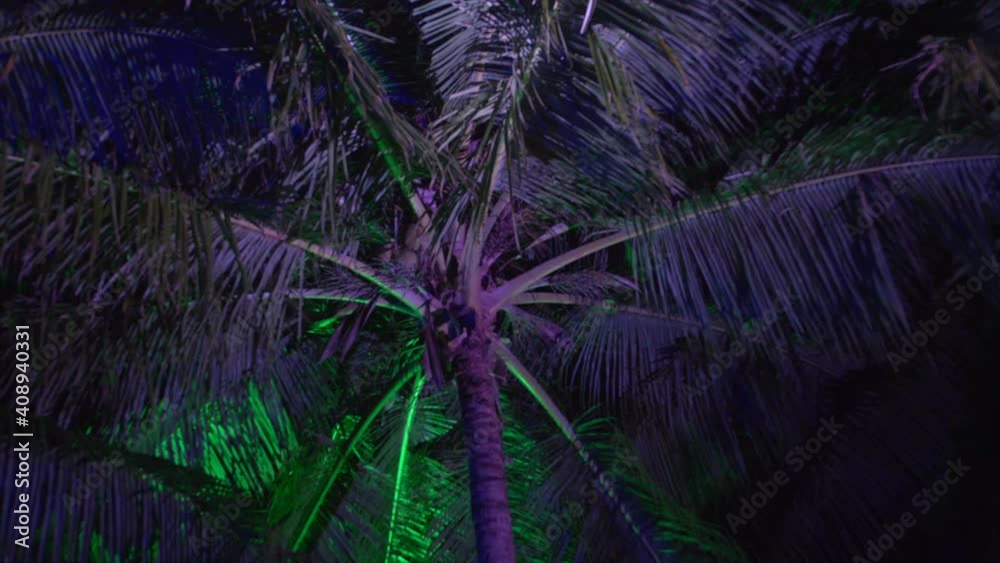 A tall palm tree is lit up at night for an event