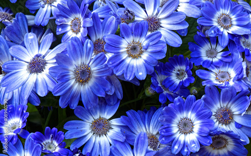 blue and white flowers © NareshSharma