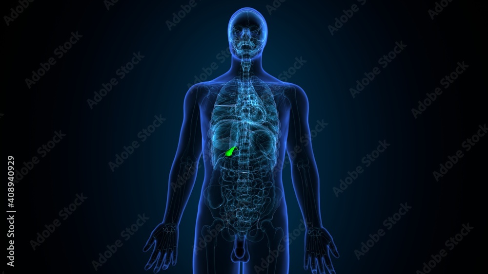 3d illustration of human internal organ gallbladder anatomy
3d illustration of human internal organ gallbladder anatomy