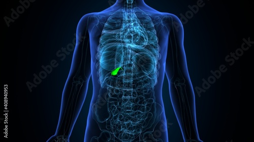 3d illustration of human internal organ gallbladder anatomy 