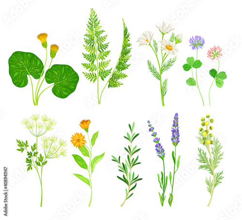 Medical Herbs with Flowering Camomile Plant and Clover Vector Set