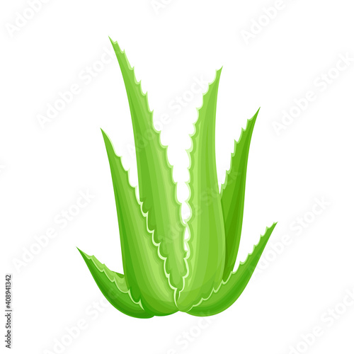 Aloe Vera Succulent Plant with Thick Leaves as Medical Herb Vector Illustration